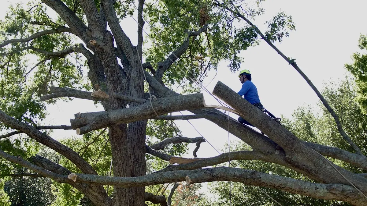 Professional Crown Thinning performed by certified arborists in Petty