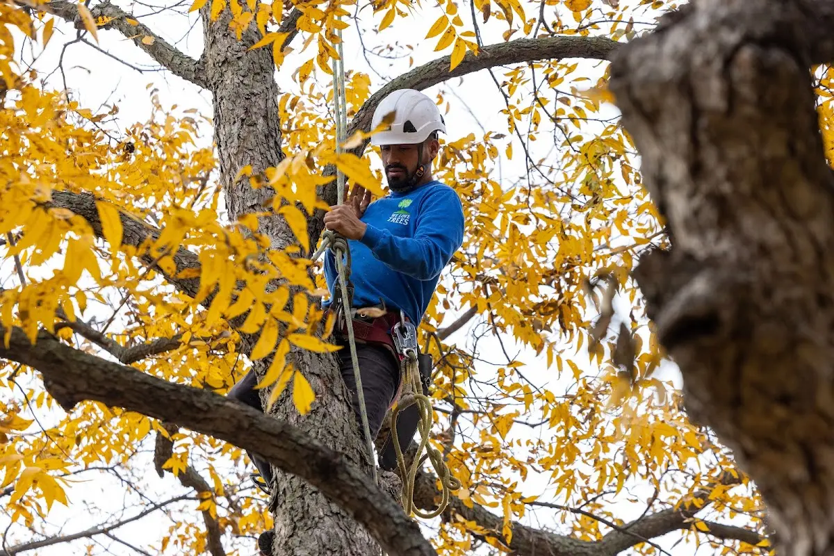 Skilled Emergency Tree Service crew working in Petty