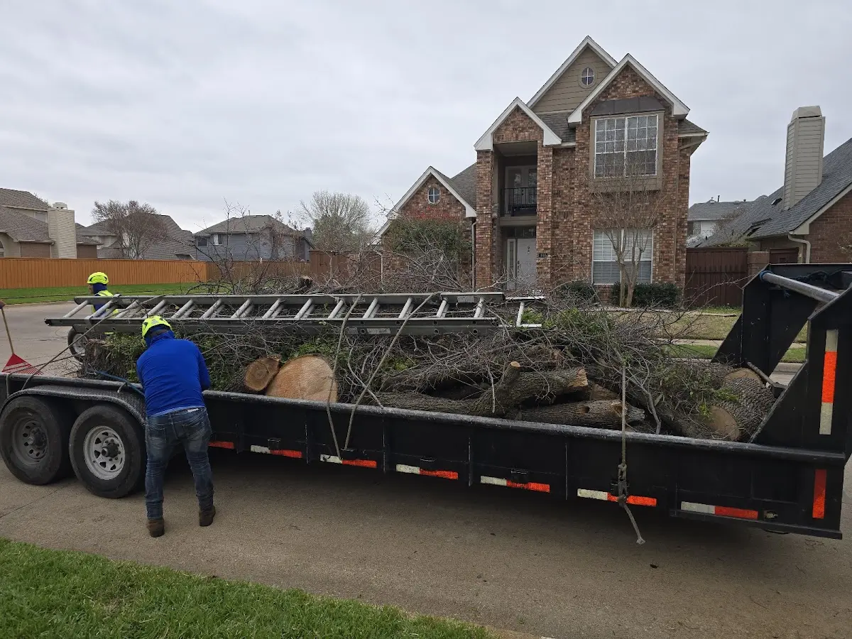 Expert Tree Pest Control with proper safety equipment in Petty